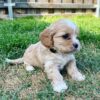 cavapoo puppies for sale near me