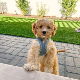 Mini cavapoo puppies for sale