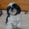 micro shih tzus for sale