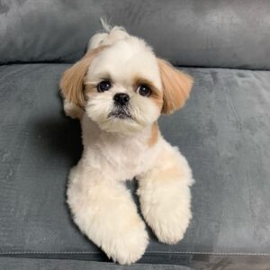 shih tzu for sale in houston texas