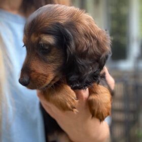 dachshund puppy