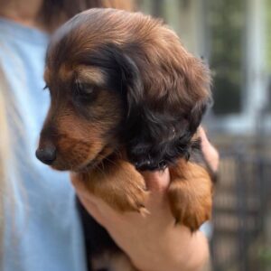 dachshund puppy