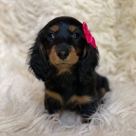 dachshund puppies las vegas