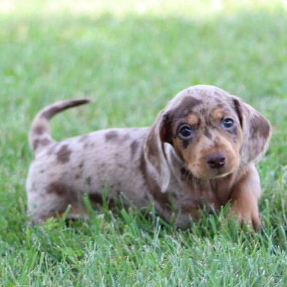 dachshundpuppies_for_sale6_1639991904124187