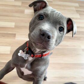 merle pitbull puppies for sale craigslist