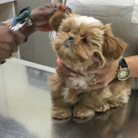 shih tzu dogs for sale