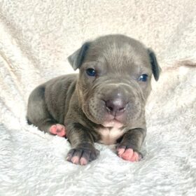 bully puppies for sale