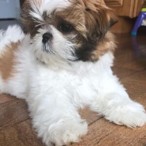 Shih tzu puppies for sale in albuquerque