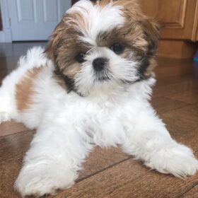 Shih tzu puppies for sale in albuquerque