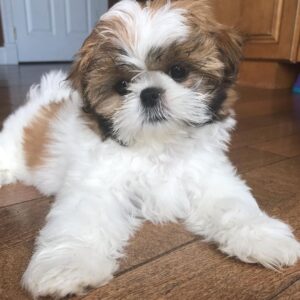 Shih tzu puppies for sale in albuquerque