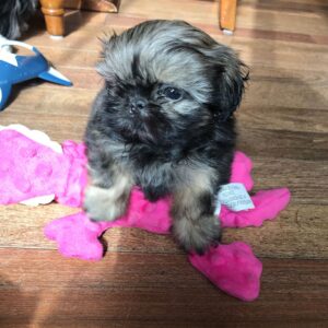 Shih tzu breeders near me