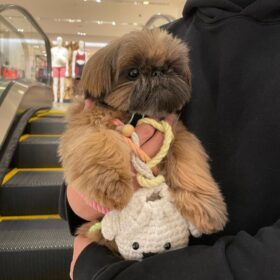 shih tzu puppies for sale minnesota