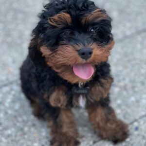 Cavapoo puppies texas
