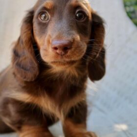 Dachshund puppies texas Dachshund puppies texas
