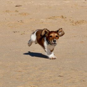 Mini dachshund adoption near me Mini dachshund adoption near me