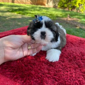 Shih tzu puppies for sale near me craigslist