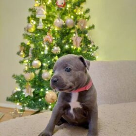 merle pitbull puppies for sale