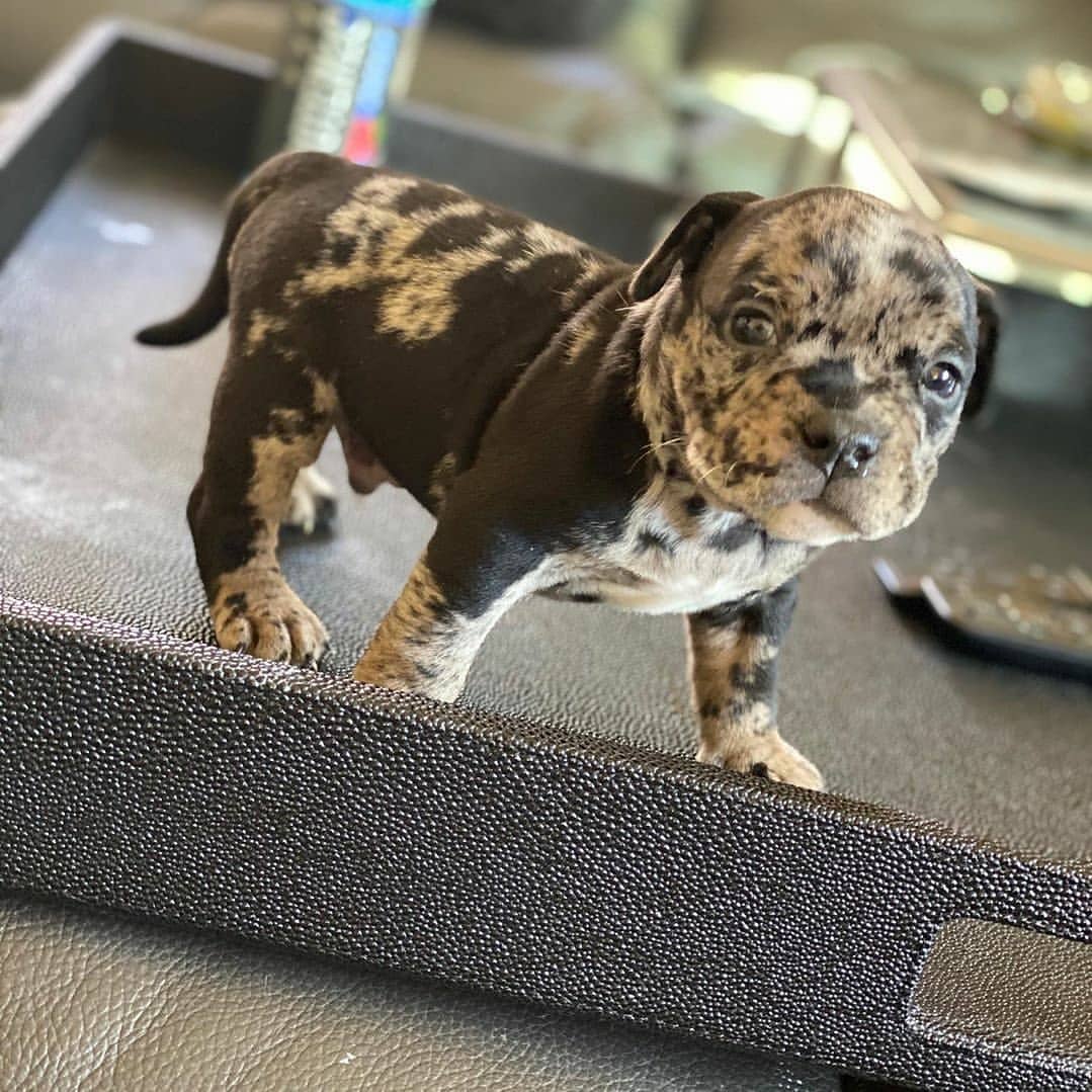 pitbullpuppiesforrehoming_1641316227852724