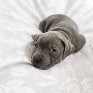 pitbull puppies for sale in austin tx