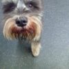 schnauzer puppies for sale dallas