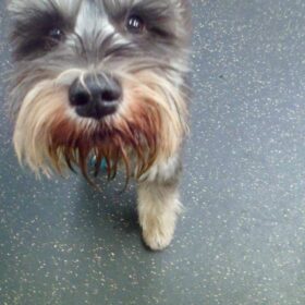 schnauzer puppies for sale dallas schnauzer puppies for sale dallas