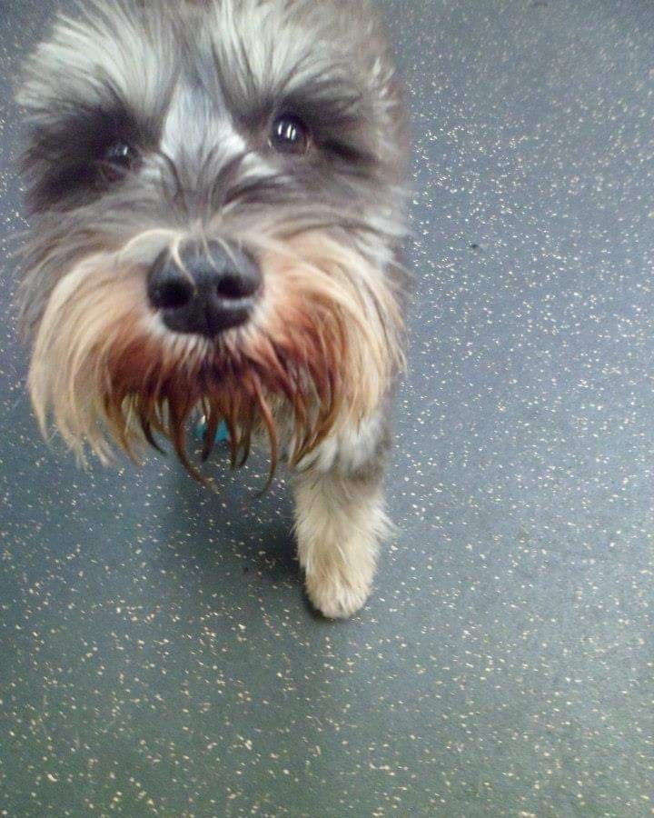 schnauzer puppies for sale dallas schnauzer puppies for sale dallas