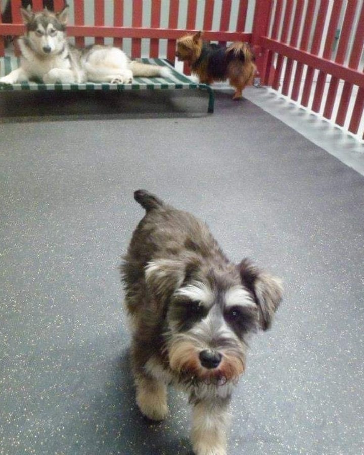 poppy_sassypants_1639823996654371