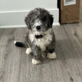 Cavapoos puppies for sale