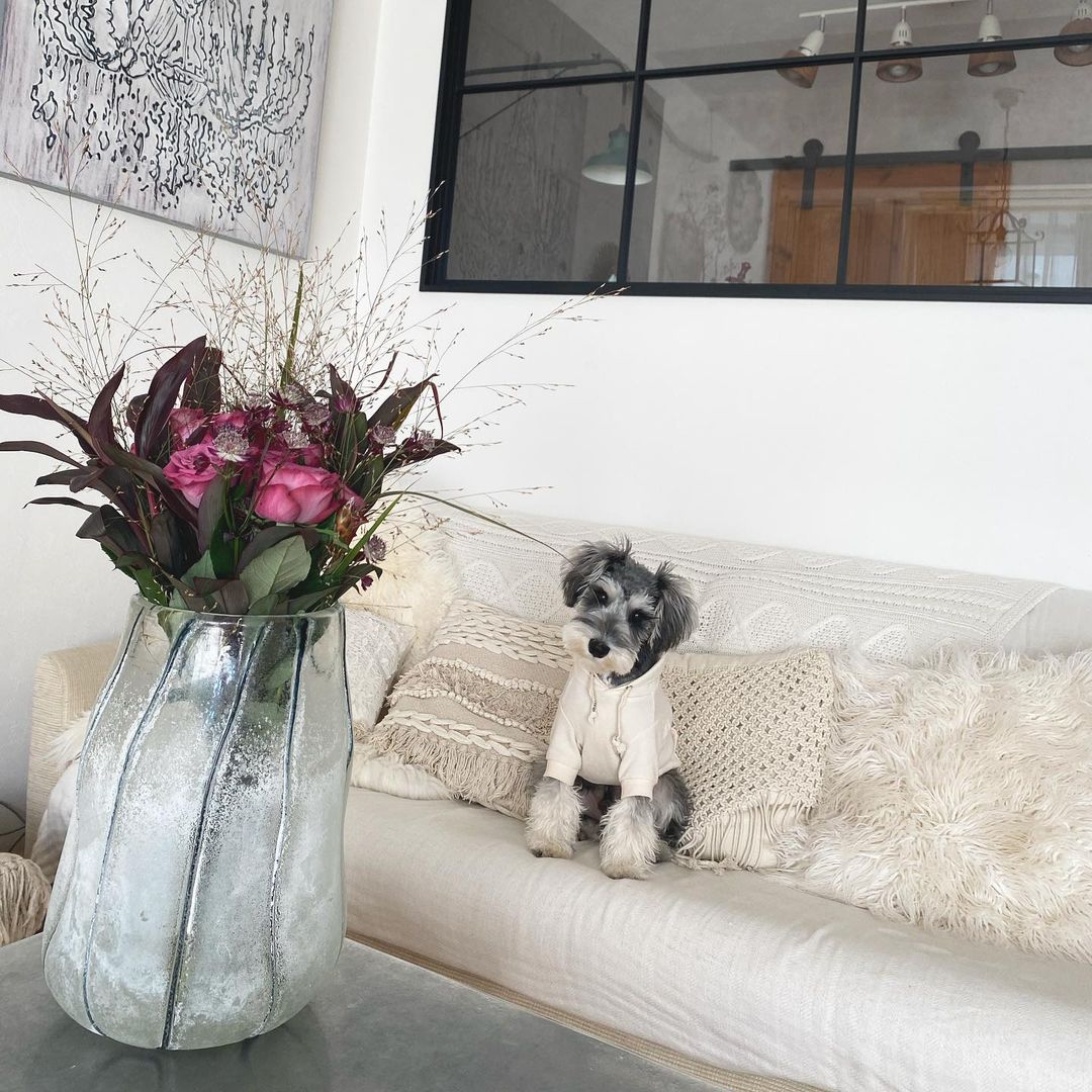 miniature schnauzer puppies for sale in texas miniature schnauzer puppies for sale in texas