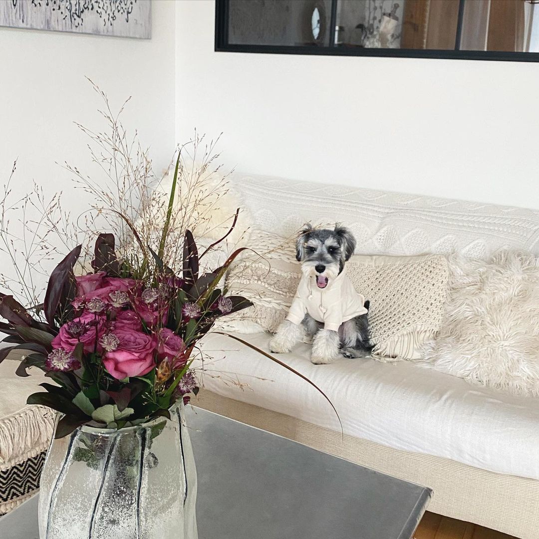 randy_mini_schnauzer_1639640289984469