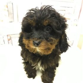 cavapoos for sale near me