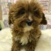 cavapoos near me for sale