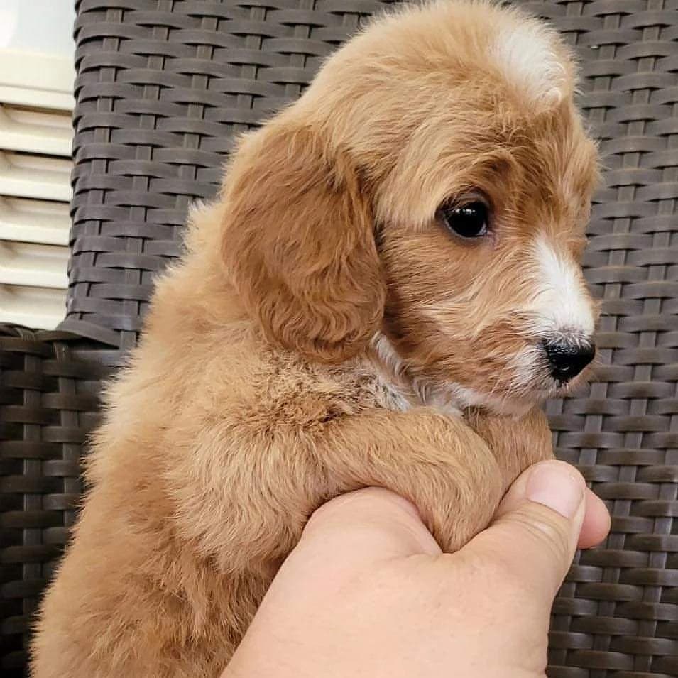 registeredcavapoopuppies_163943319237994