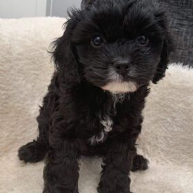 cavapoos for sale in ga