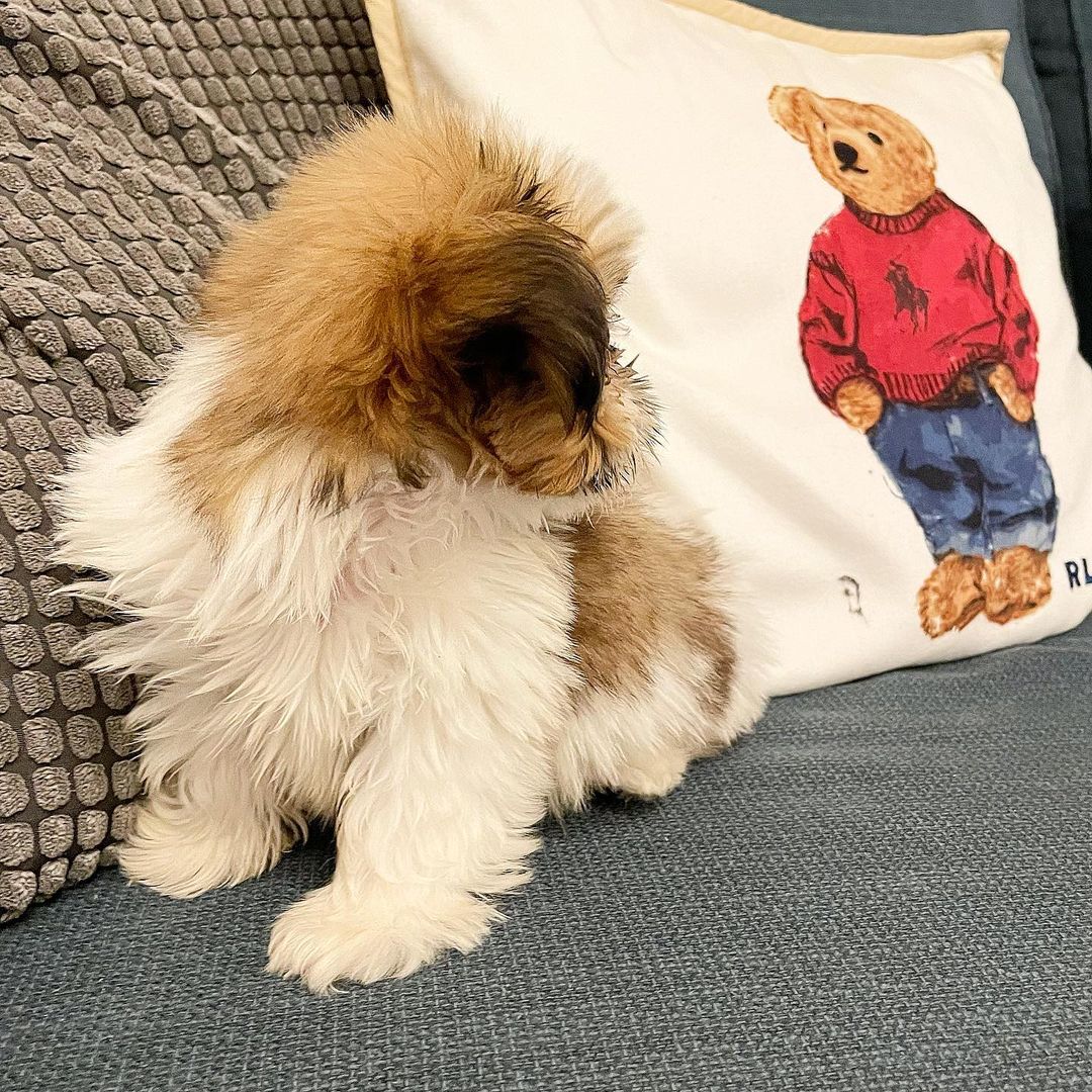 buy puppies buy puppies