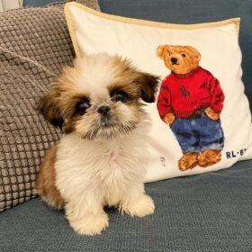 buy puppies buy puppies