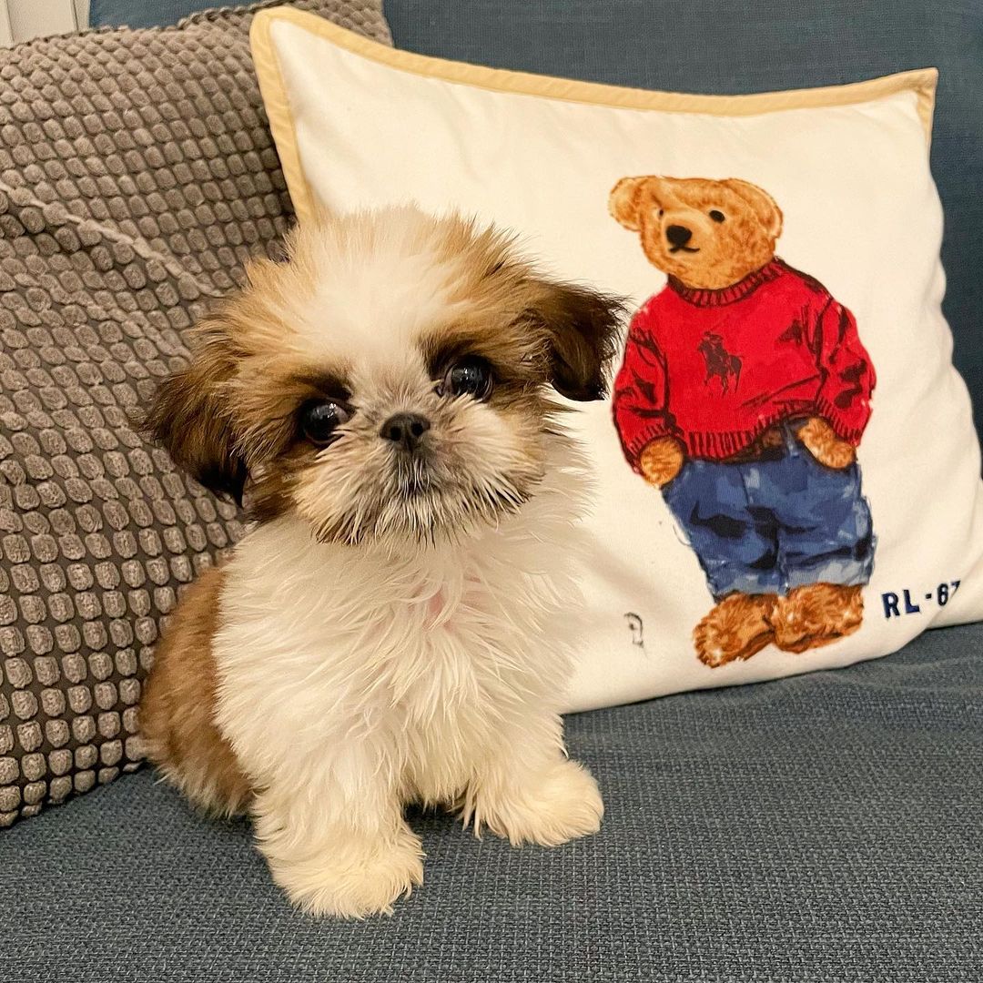 buy puppies buy puppies