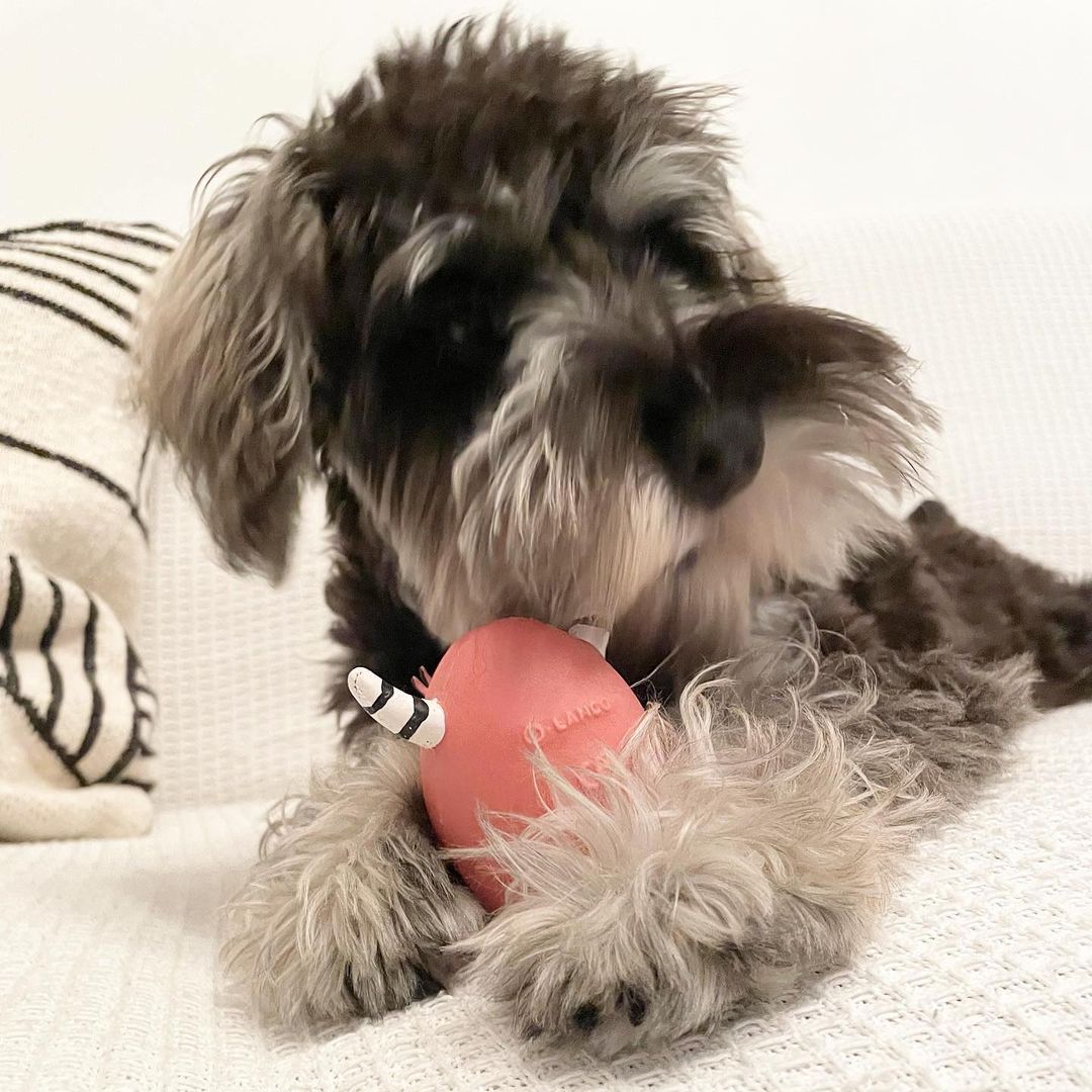 schnauzer.muu_1639639885944852