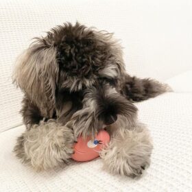 miniature schnauzers for sale near me miniature schnauzers for sale near me