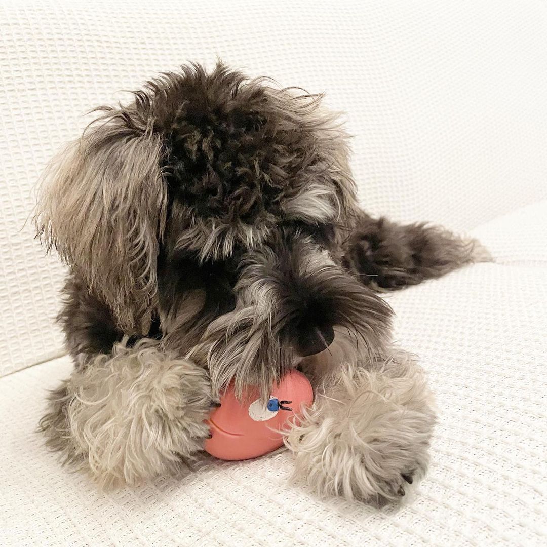 miniature schnauzers for sale near me miniature schnauzers for sale near me
