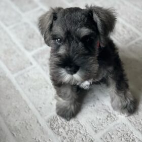 mini schnauzer puppy for sale