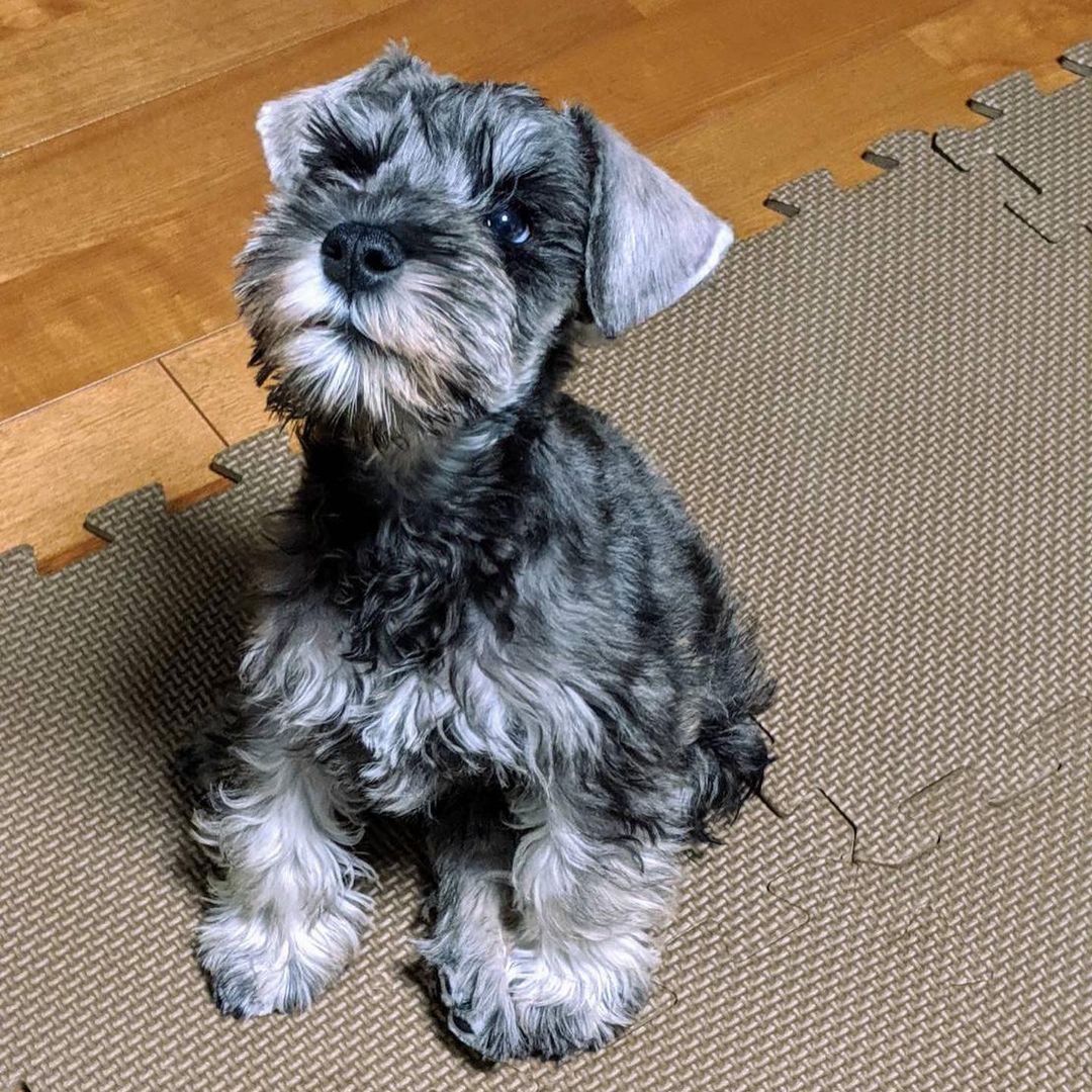 sesame__soy_1639806819262838