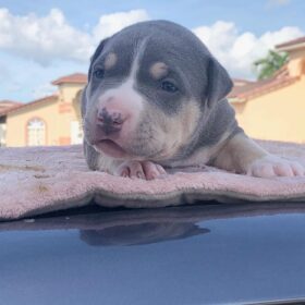 craigslist free pitbull puppies