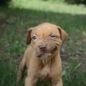 cute pitbull puppies