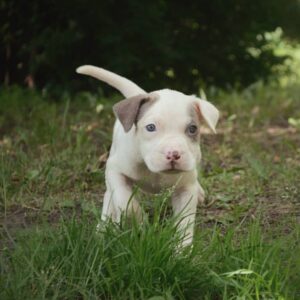 craigslist pitbull puppies for sale