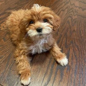 Cavapoo puppies for sale california