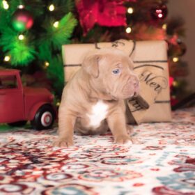 red nose pitbull for sale