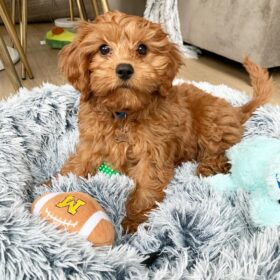 cavapoo puppies for sale under $1000