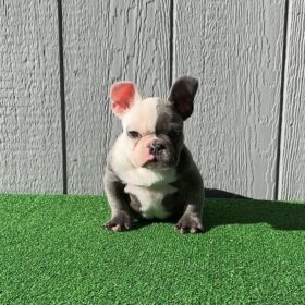 frenchie puppies frenchie puppies