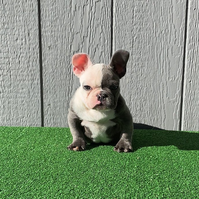 frenchie puppies frenchie puppies